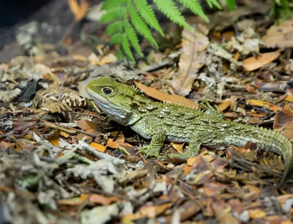 Tuatara