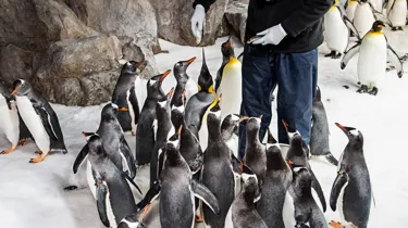 Penguin trainer Laura feeding the penguins
