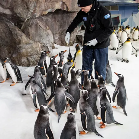 Penguin trainer Laura feeding the penguins