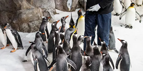 Penguin trainer Laura feeding the penguins