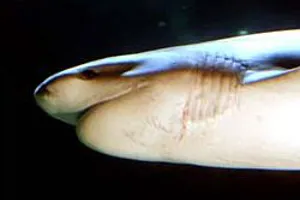 7 Gill Shark 1 Opt (1)