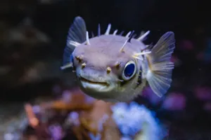 Puffer Fish 1440X960