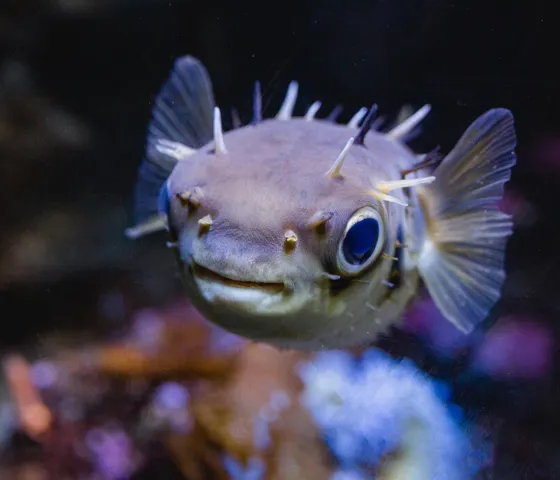 Puffer Fish 1440X960