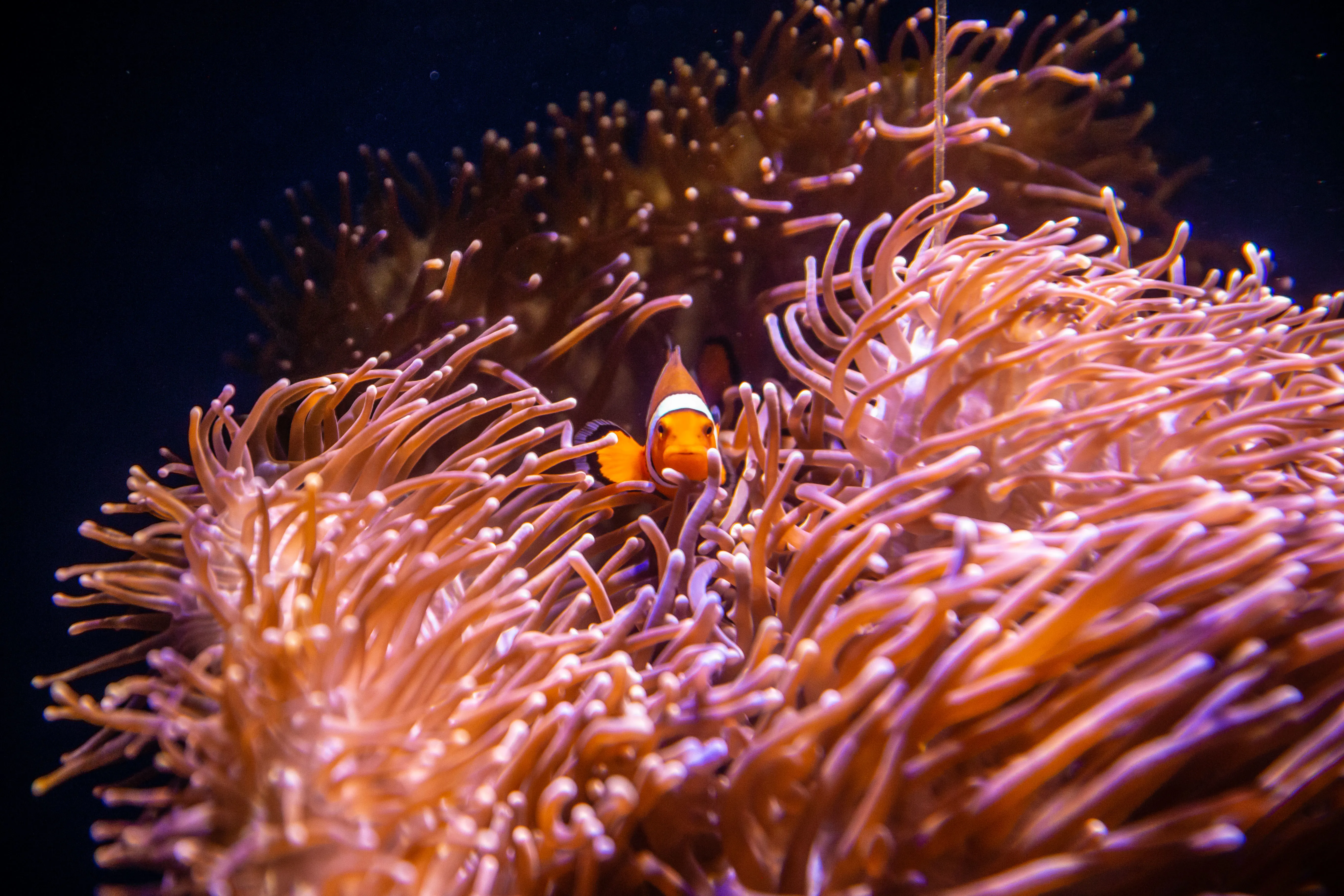 Clownfish01