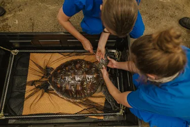 Auckland Zoo Sea Life Kt Sea Turtles Check Up 250221 210 86