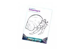 Hermit Crab Colouring In