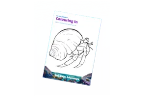 Hermit Crab Colouring In