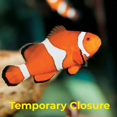 Temporary Closure