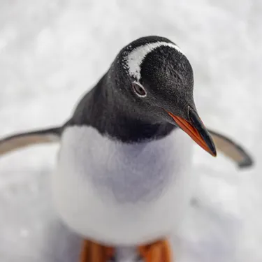 SLKT Penguin Passport 10039