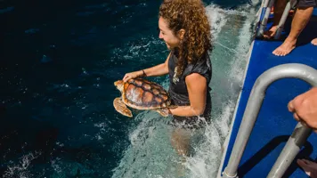 Turtle Release