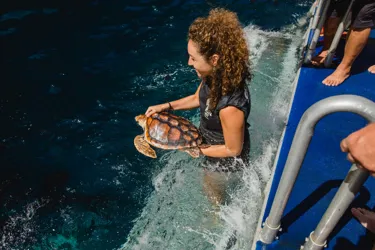 Turtle Release