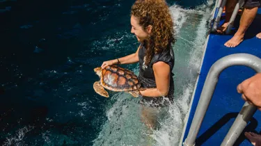 Turtle Release
