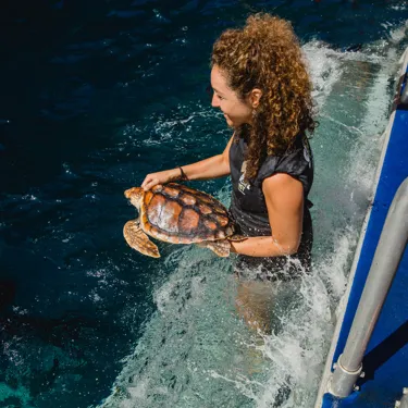 Turtle Release