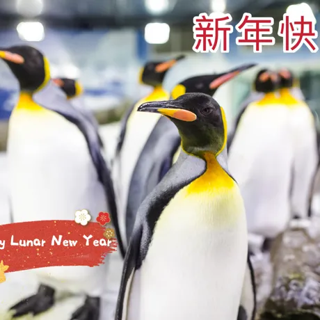 Lunar New Year 2021