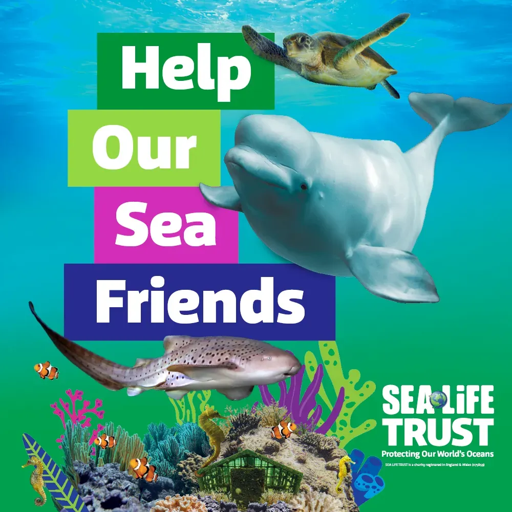 Event Square 1000X1000 Zebra Shark01