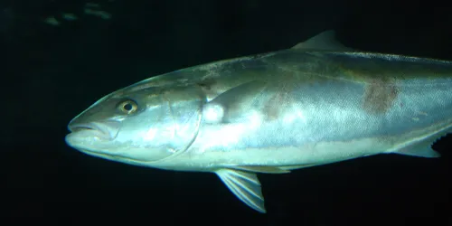 Kingfish