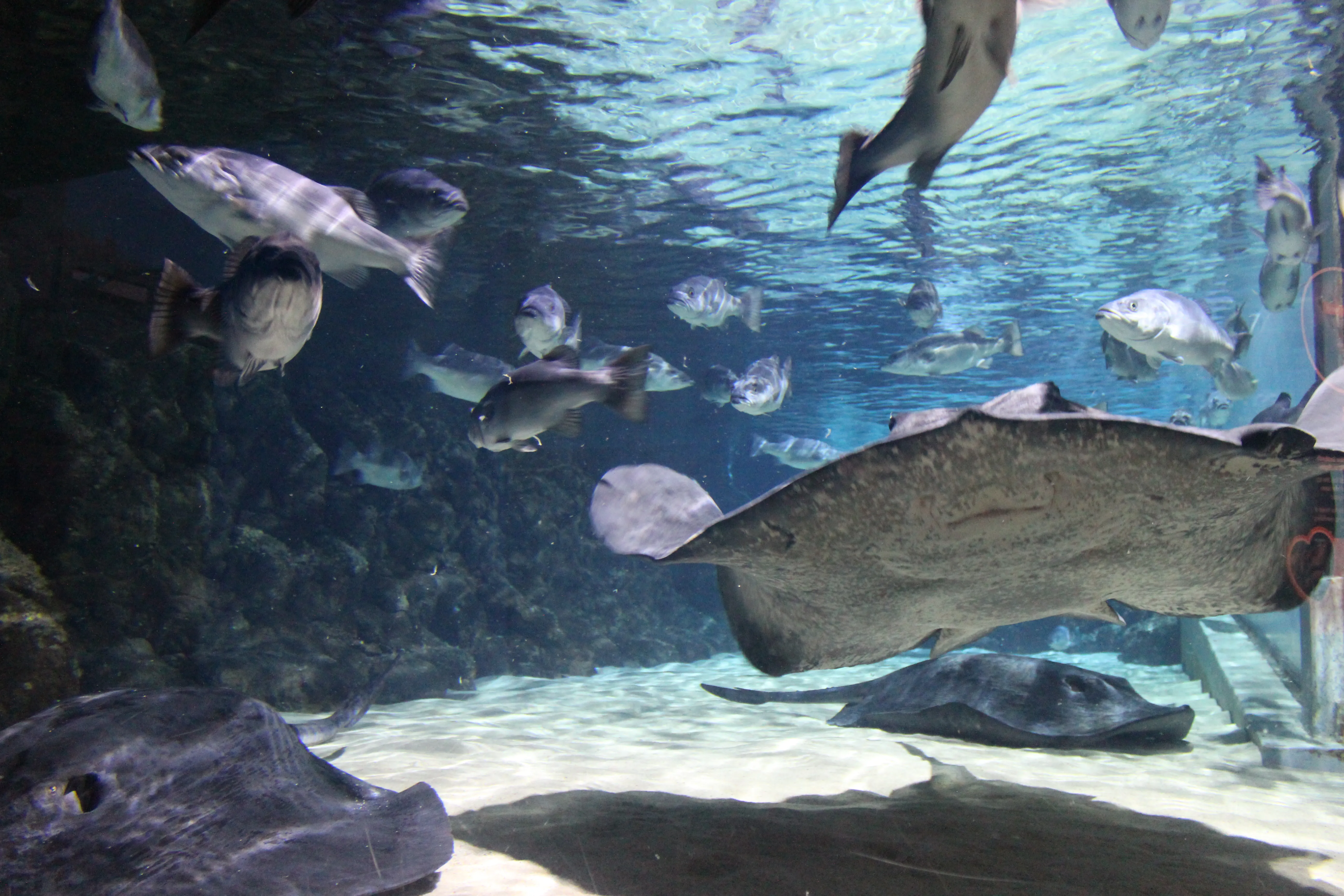 Short Tail Stingray