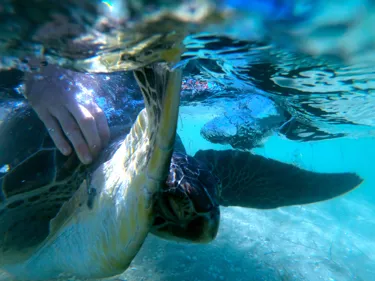 Connie Release 2022 2