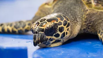 Hawksbill Turtle Rehabilitation May 2017 CREDIT Grace Watson