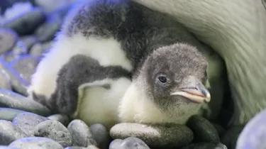 Copy Of Second Chick With Lady