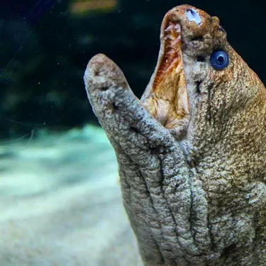 Moray Eel