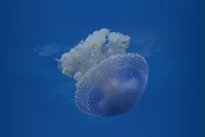 Jellyfish Header