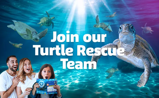 SL Turtle Fatrect 630X390px Others