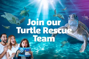 SL Turtle Fatrect 630X390px Others