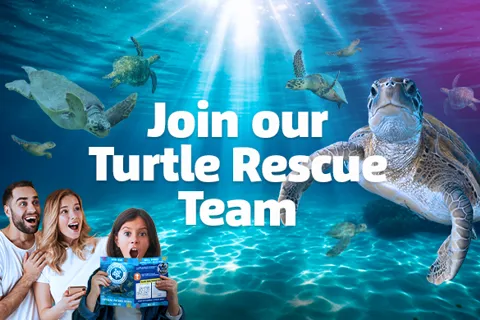 Turtle Rescue | SEA LIFE Kelly Tarlton's Aquarium