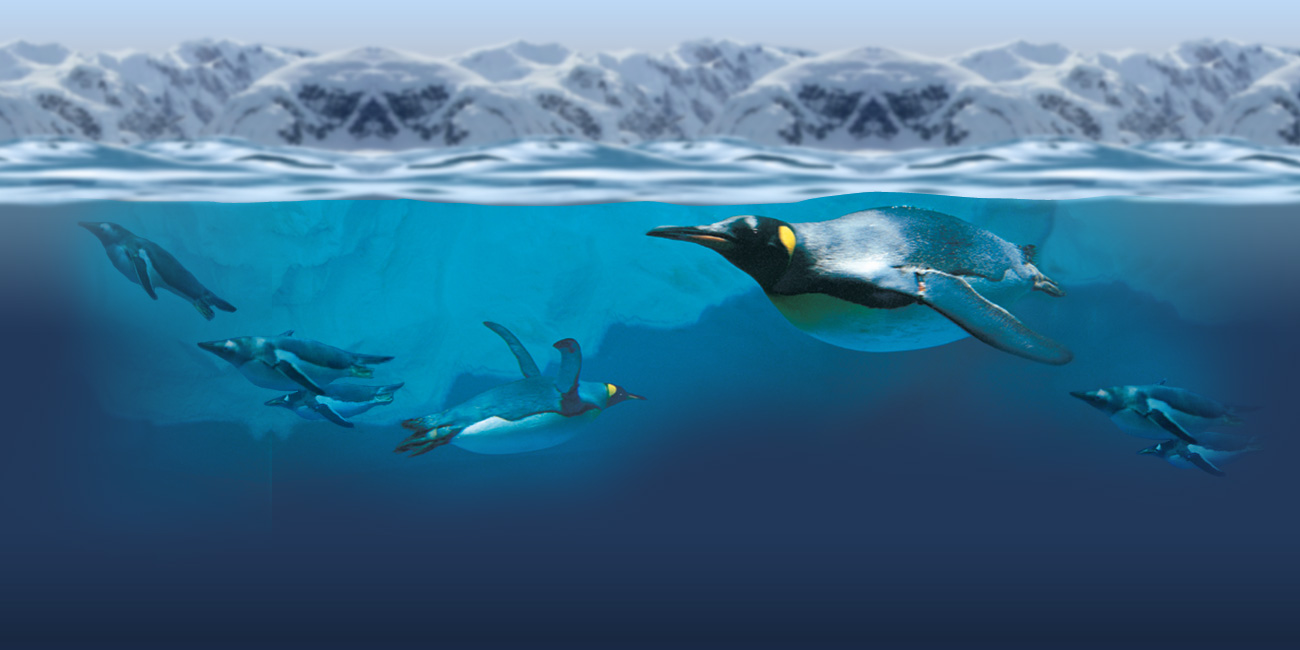 Penguin swimming in the ocean