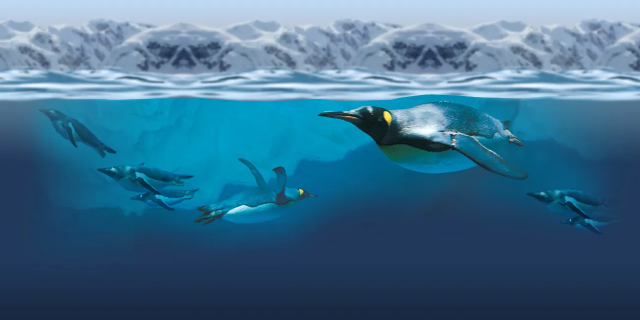 Penguin swimming in the ocean