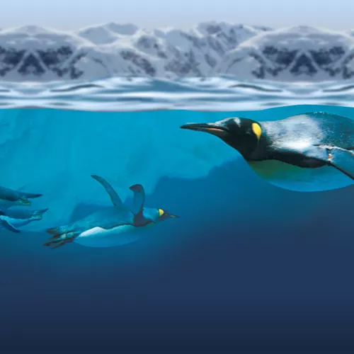 Underwater World of Animals | SEA LIFE Kelly Tarlton's