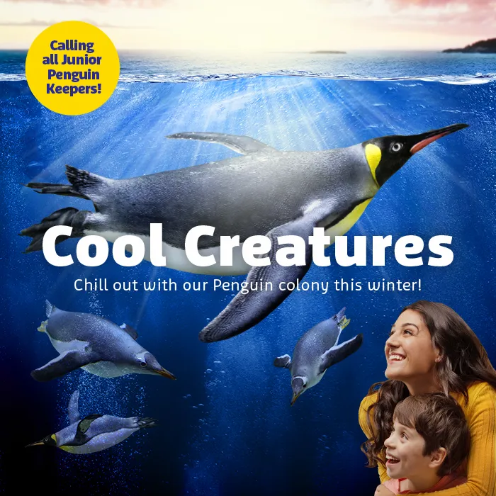 Coolcreatures Whatson 700X700px SLKT