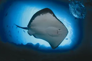 Stingray 3