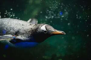 Gentoo swimming