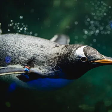 Gentoo swimming