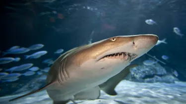 KT STS Shark High Res