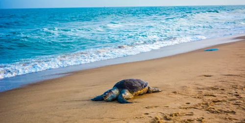 Olive Ridley