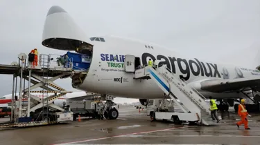 Beluga Arrived Iceland