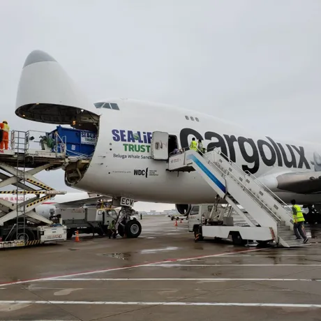 Beluga Arrived Iceland
