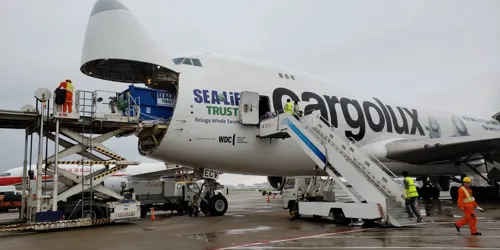 Beluga Arrived Iceland
