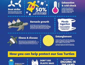 Turtle Infographic (1)