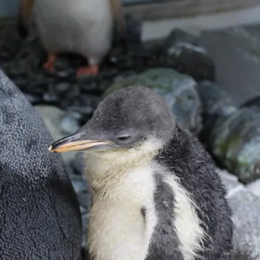 Gentoo chick