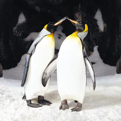 SLKT Penguins Kissing