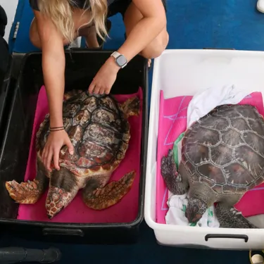 8. Jessica Van De Pas With Kibou And Spock