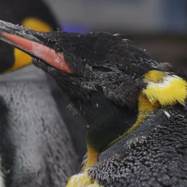 Penguin Moult Oct 21 1