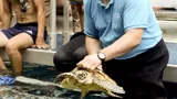 Turtle Poor Knights 11