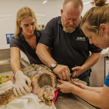 Auckland Zoo Sea Life Kt Sea Turtles Check Up 250221 210 128