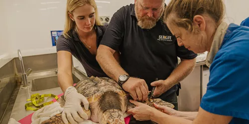 Auckland Zoo Sea Life Kt Sea Turtles Check Up 250221 210 128