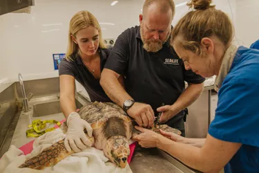 Auckland Zoo Sea Life Kt Sea Turtles Check Up 250221 210 128